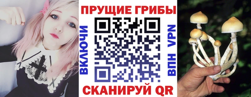 закладка  Химки  Галлюциногенные грибы GOLDEN TEACHER 